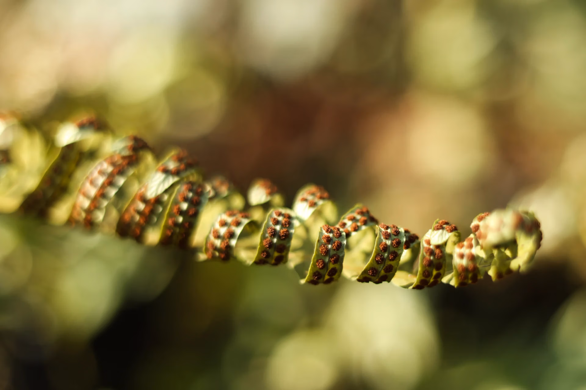 Complex plant pattern