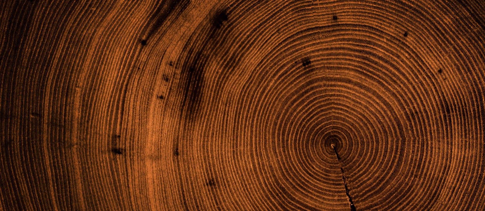Complex tree trunk pattern